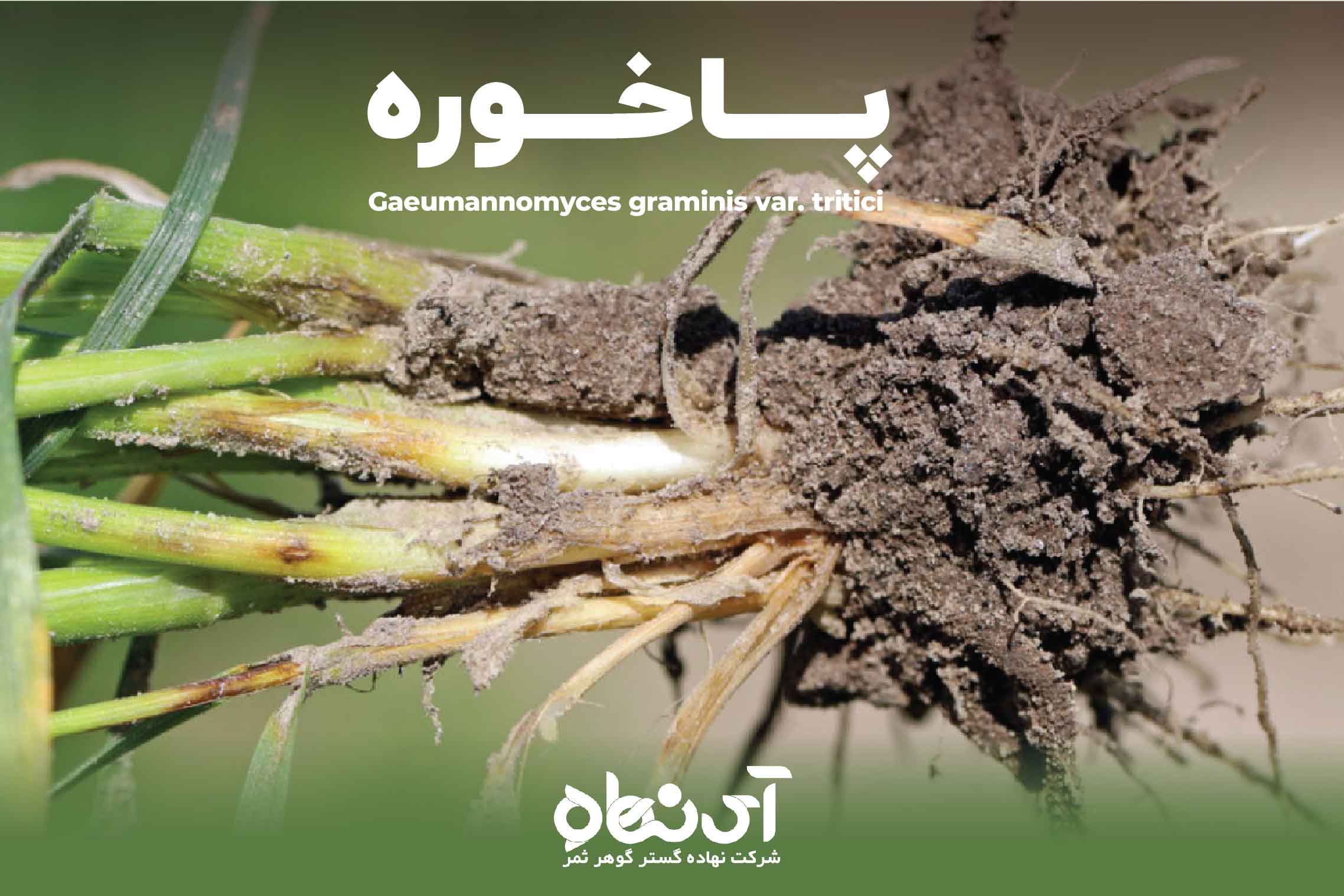 پاخوره گندم